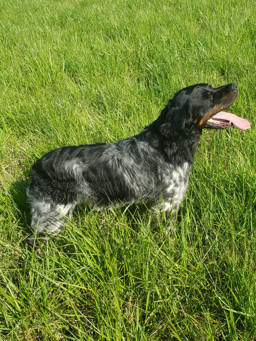 TR. Pam dit pepsi (Sans Affixe)