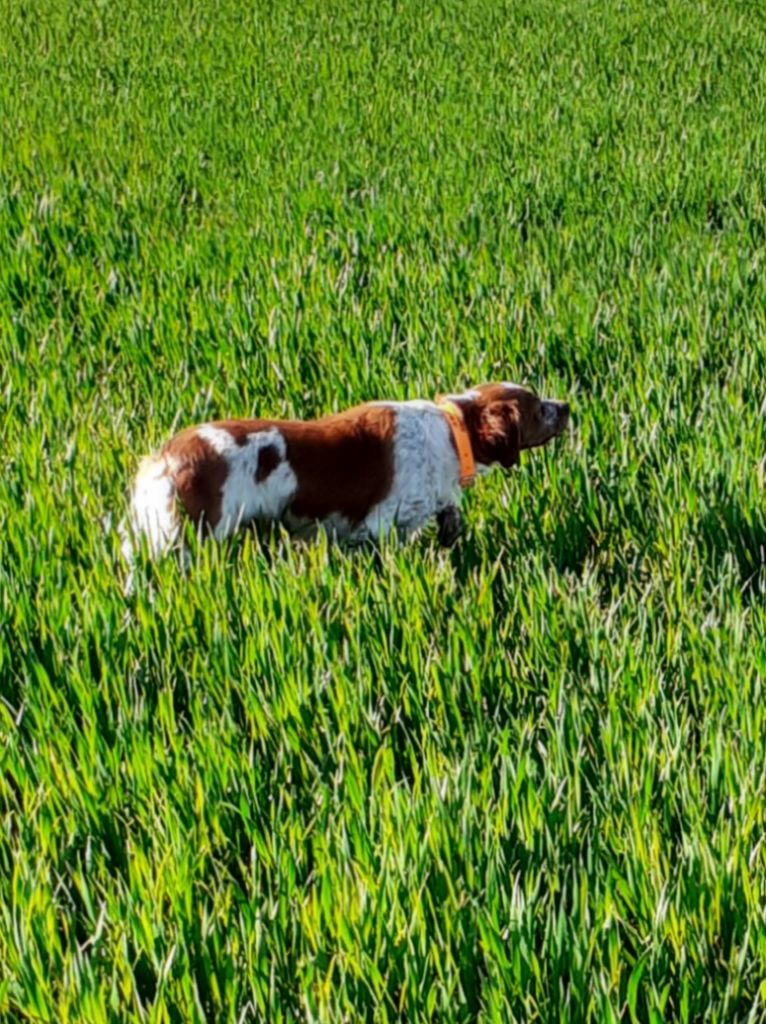 Field GN à St Cyr du Gault le 30.11.2024