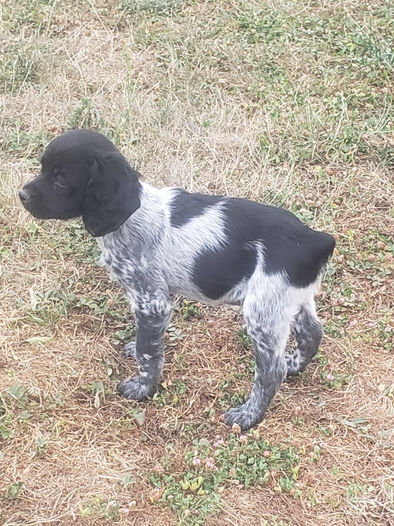 Du Chêne Truffier - Chiots disponibles - Epagneul Breton