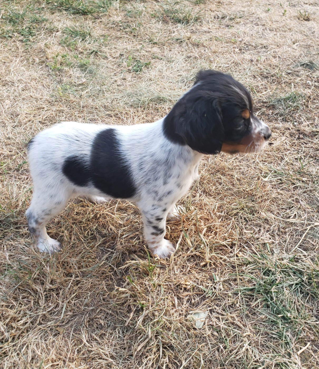 Du Chêne Truffier - Chiots disponibles - Epagneul Breton