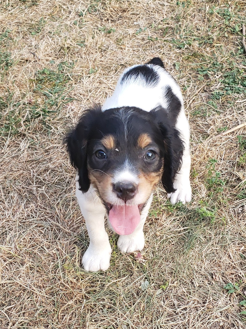 Du Chêne Truffier - Chiots disponibles - Epagneul Breton