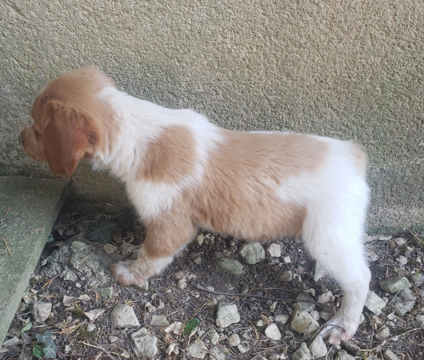 Du Chêne Truffier - Chiots disponibles - Epagneul Breton