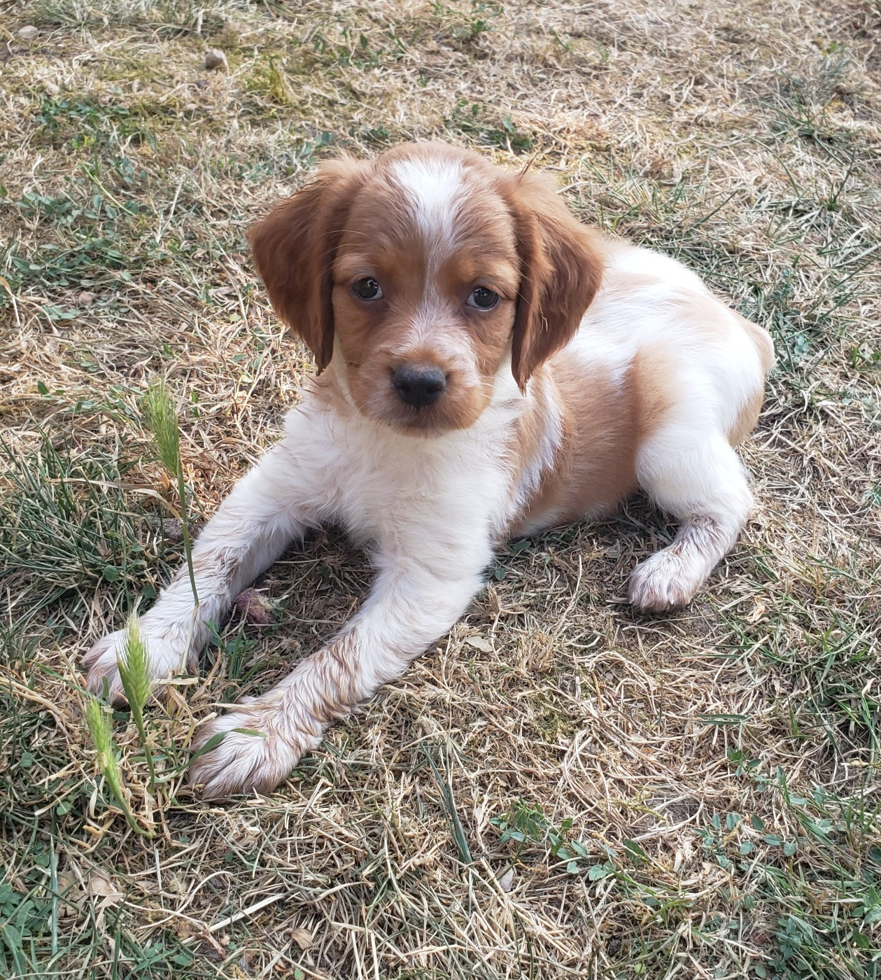 Du Chêne Truffier - Chiots disponibles - Epagneul Breton