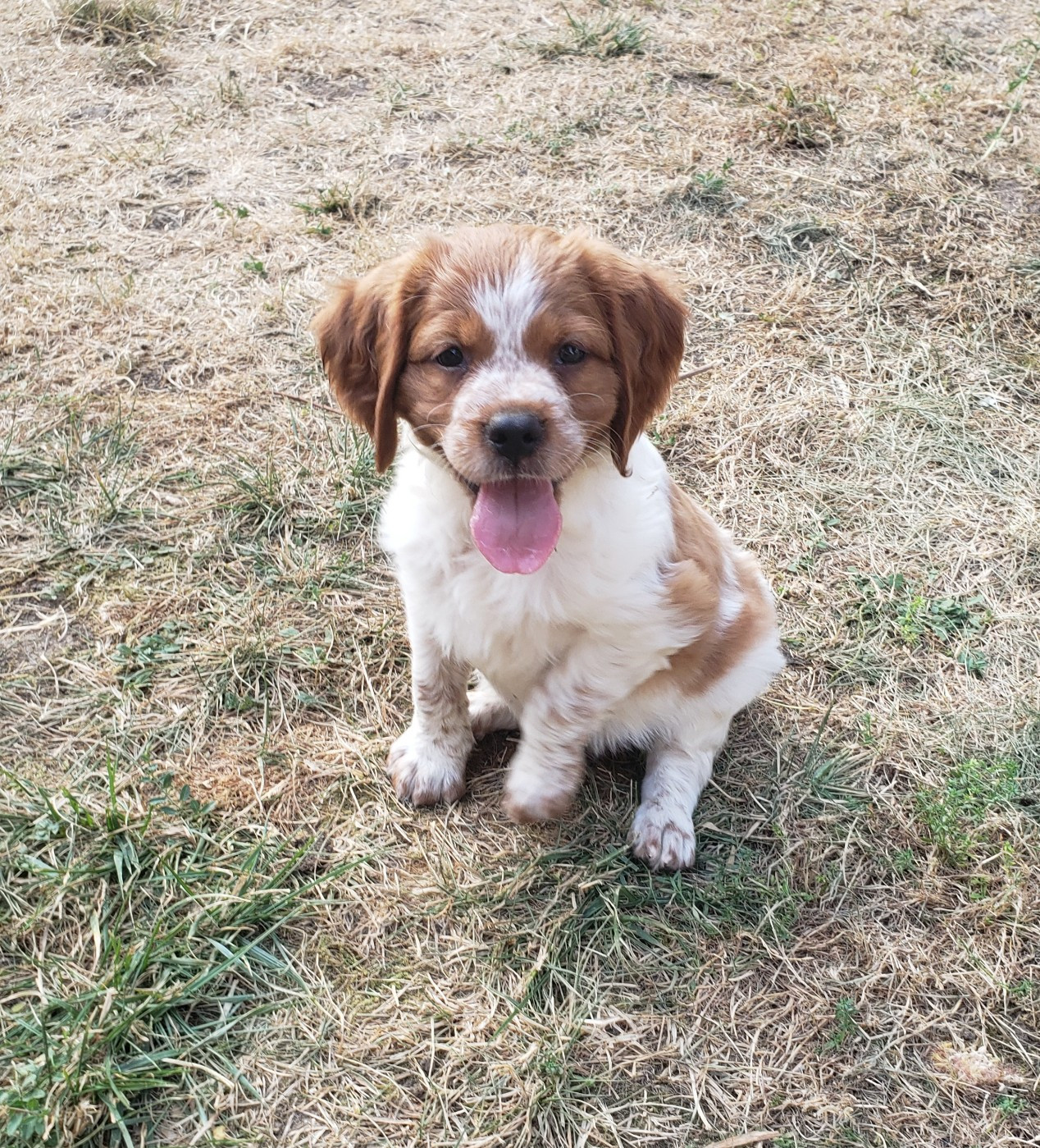Du Chêne Truffier - Chiots disponibles - Epagneul Breton