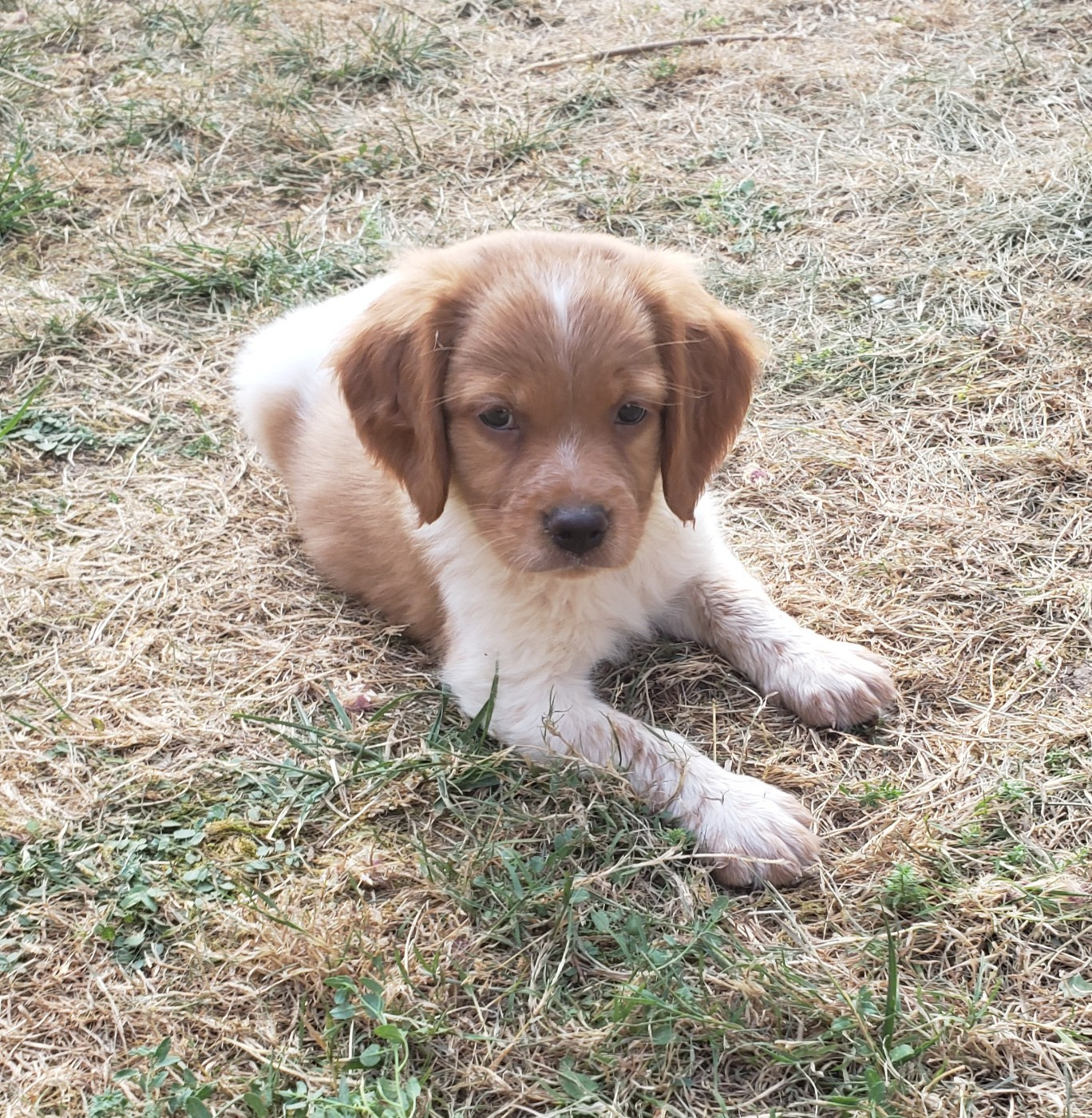 Du Chêne Truffier - Chiots disponibles - Epagneul Breton