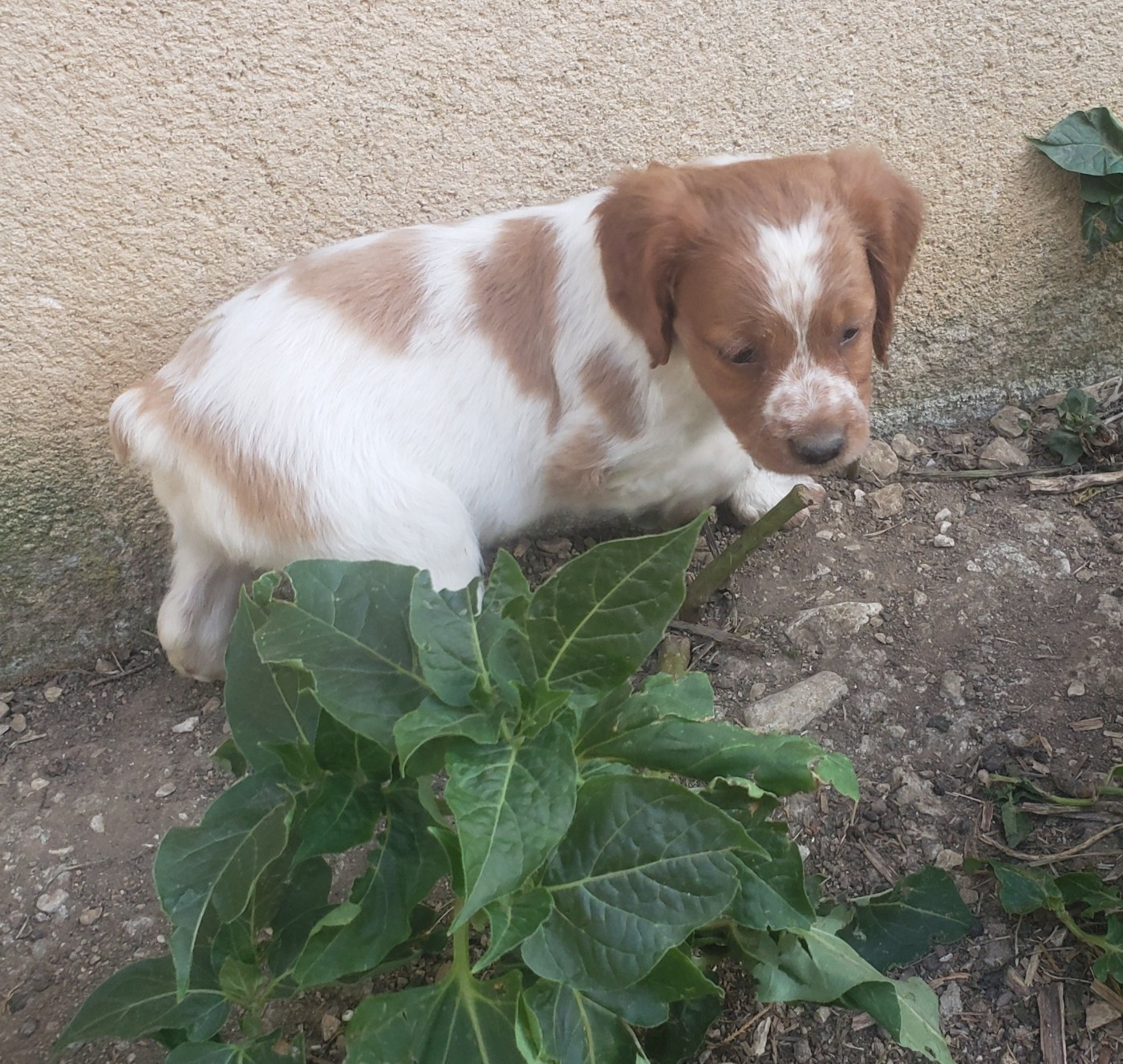 Du Chêne Truffier - Chiots disponibles - Epagneul Breton