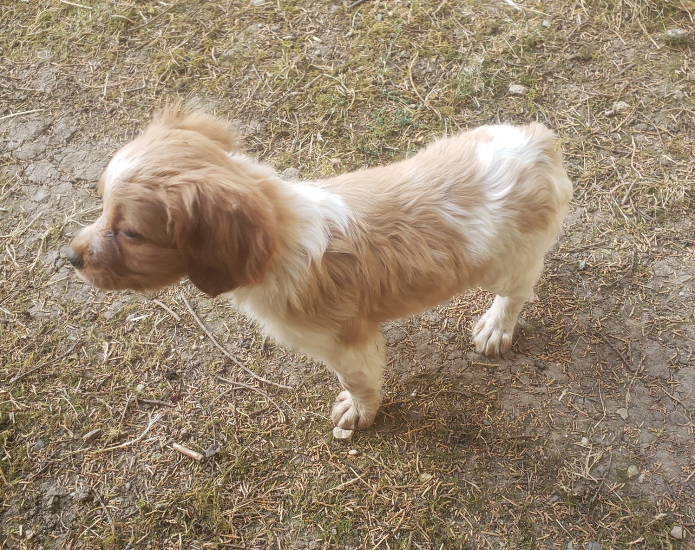 Du Chêne Truffier - Chiots disponibles - Epagneul Breton