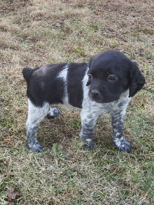 CHIOT 5