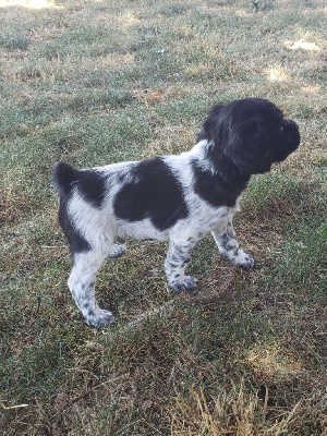 CHIOT 1