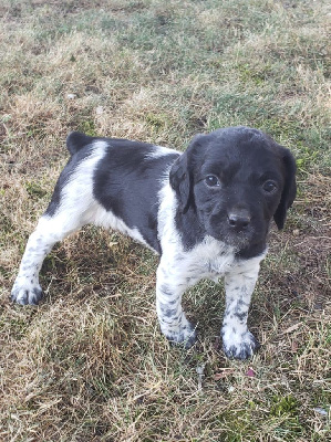 CHIOT 7