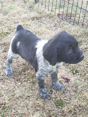 CHIOT 6