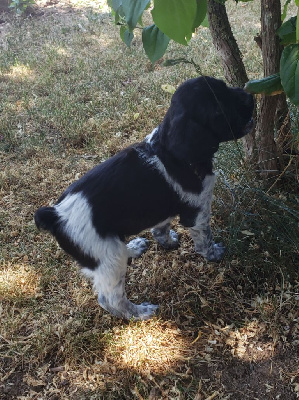 CHIOT 3